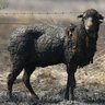 The Scorched Black Sheep